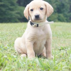 Miss White Collar Female - Yellow female Labrador Retriever puppy in Johnston, South Carolina from Dry Pond Retrievers, LLC