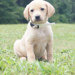Miss White Collar Female - Yellow female Labrador Retriever puppy in Johnston, South Carolina from Dry Pond Retrievers, LLC