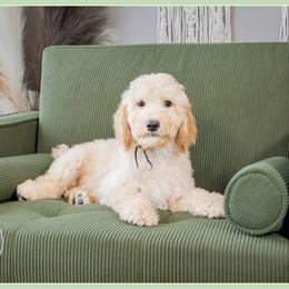 Jud - Red male Bernedoodle puppy in Connersville, Indiana from Deaz Doodle Ranch