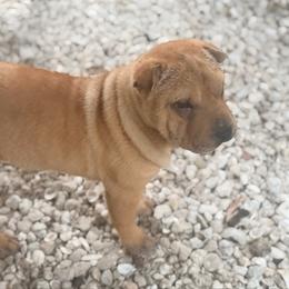 Spider - Fawn male Chinese Shar-Pei puppy in Lehigh Acres, Florida from Florida Wrinkles