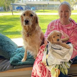 Golden Retriever Puppies from Gail’s Goldens