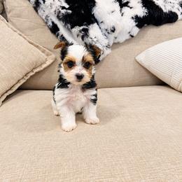 Yorkshire Terrier Puppies from Kashmir Yorkies