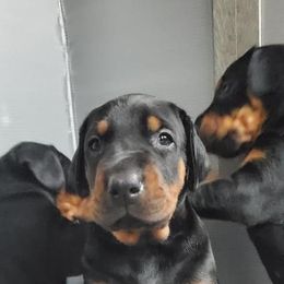 Beagle and Doberman Pinscher Puppies from Desert Mountain Canines