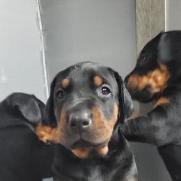 Beagle and Doberman Pinscher Puppies from Desert Mountain Canines