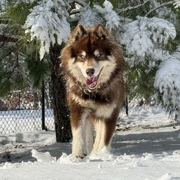 Bandit - Siberian Husky