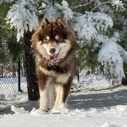 Bandit - Siberian Husky