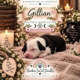 Gillian - Black and white female Sheepadoodle puppy in Moreno Valley, California from Rainbow SoCal Doodles