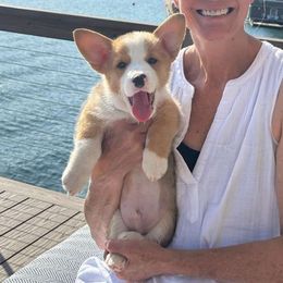 Cito - Red Pembroke Welsh Corgi puppy in Texarkana, Arkansas from Episode Corgis