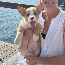 Cito - Red Pembroke Welsh Corgi puppy in Texarkana, Arkansas from Episode Corgis
