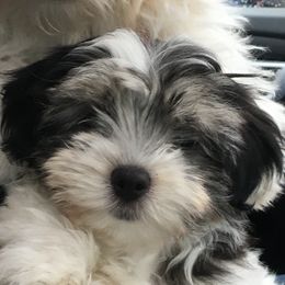 Lovey - Havanese