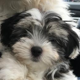 Lovey - Havanese