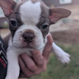 Boston Terrier All Grown Up from Jeff Jones