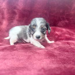 Dapple piebald - Dapple male Dachshund puppy in Umatilla County, Oregon from Divine Dogs