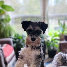 Willow - Miniature Schnauzer