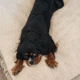 Maple - Cavalier King Charles Spaniel