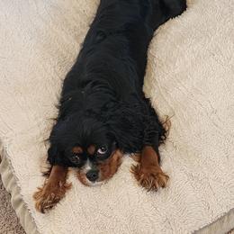 Maple - Cavalier King Charles Spaniel
