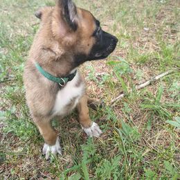 Rysland - Fawn male Belgian Malinois puppy in Alger, Michigan from Aspen’s Edge Kennel
