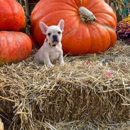 Debbie - Cream female French Bulldog puppy in Cleveland, Ohio from Diondre Lee