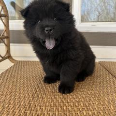 Blue female - Black Chow Chow puppy in Minnesota from Yangs Chow Chows