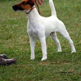 Smooth Fox Terrier All Grown Up from Tocoa Smooth Fox Terriers