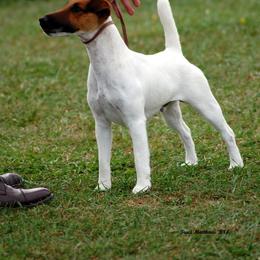 Smooth Fox Terrier All Grown Up from Tocoa Smooth Fox Terriers