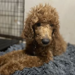 Goldendoodle and Poodle Puppies from Amber Brewer