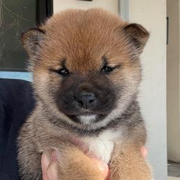 Tsubaki - Red female Shiba Inu puppy in Roseville, California from Tokubetsuna Shibas