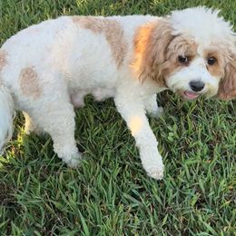 Cavapoos from Royal Poos