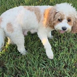Cavapoos from Royal Poos