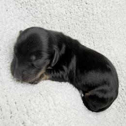 Tiny - Black and tan male Dachshund puppy in Washburn, Tennessee from Broken Arrow Miniature Dachshunds