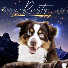Miniature Australian Shepherds and Toy Australian Shepherds from Royal Spur Aussies