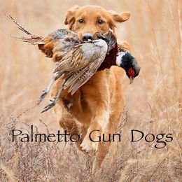Labrador Retriever All Grown Up from Palmetto Gun Dogs