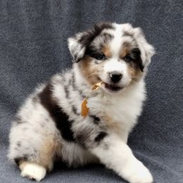 Steel - Blue merle male Miniature American Shepherd puppy in Springfield, Missouri from Sunrock Kennel