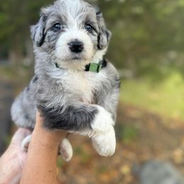 Aussiedoodle Puppies from Doodle Duo