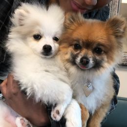 Pomeranian Puppies from Annie’s Animated AKC Pomeranians