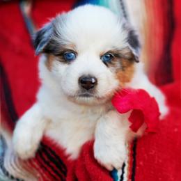 Twinky - Blue merle female Australian Shepherd puppy in Paola, Kansas from Tiz Ranch