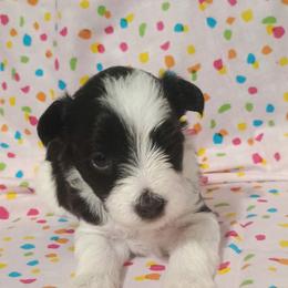 Bubbles - Liver female Miniature Schnauzer puppy in Paris, Texas from Black Star Farm