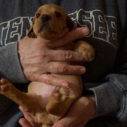 Charm - Red female Dachshund puppy in Edinburg, Virginia from Hunter Lane Dachshunds