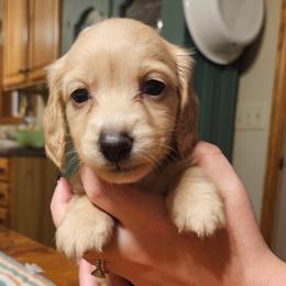 Halo - Cream female Dachshund puppy in Mayport, Pennsylvania from Debbie's Dachshunds
