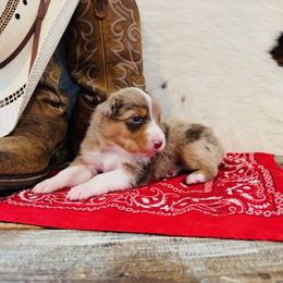 'Priscilla' - Red merle female Australian Shepherd puppy in Durand, Wisconsin from Larson’s Legacy Aussome Aussie Kennels