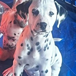 Scout (yellow boy) - White and black Dalmatian puppy in Lakeland, Florida from Ink Spot Canines
