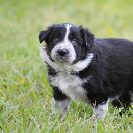 Black girl - Black female Border Collie puppy in Tylertown, Mississippi from Cool Meadow Farms