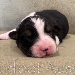 Boy 4 - male Australian Shepherd puppy in Lowell, Indiana from Bearfoot Aussies and Tollers