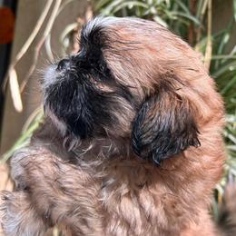 Teddy - Sable and white male Shih Tzu puppy in Victorville, California from Precioustzus
