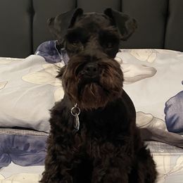 Milo - Miniature Schnauzer