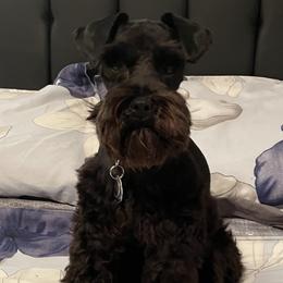 Milo - Miniature Schnauzer