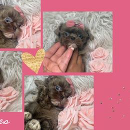 CoCo Chanel - Lilac female Shih Tzu puppy in Coolidge, Arizona from Shih Tzu’s  ‘N’ Love