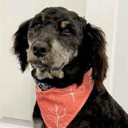 Calla - Bernedoodle