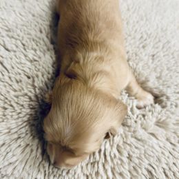 Dachshund Puppies from Guiley Doxies