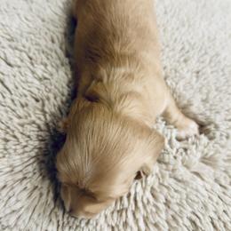 Dachshund Puppies from Guiley Doxies